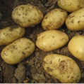 Potato 8