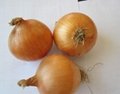 Onion 9