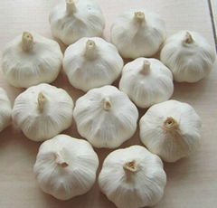 Garlic