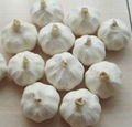 Chinese White Garlic 13