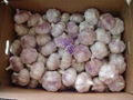 Chinese White Garlic 6