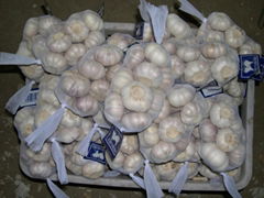 Chinese White Garlic