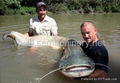 floating fish feed machine 