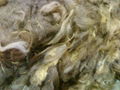 coloured coarse sorted wool