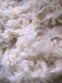 scoured crossbred carpet wool 3