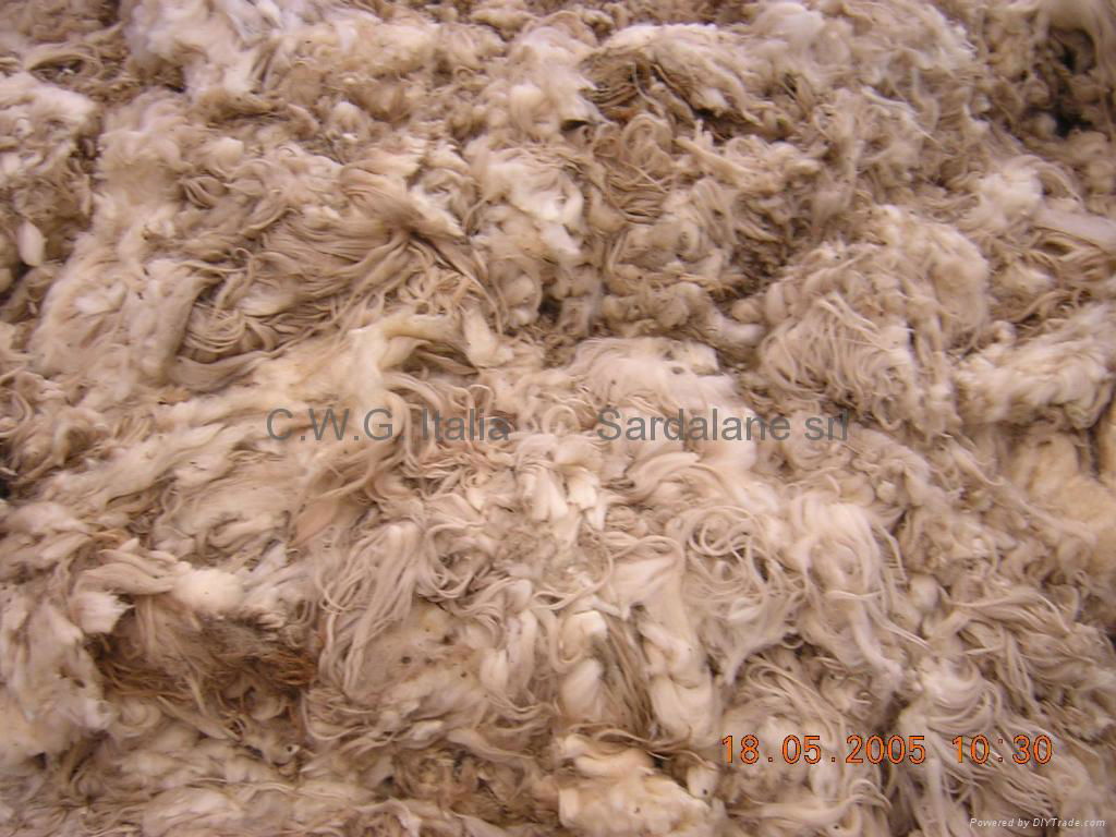 Best white & Lustre coarse island wool  4