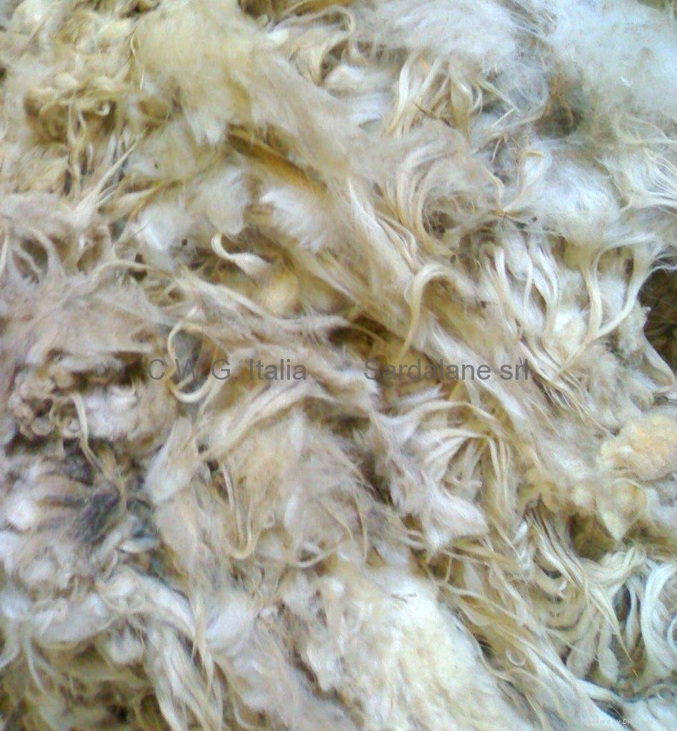 Carpet anglona White lustrous - sorted greasy wool 4