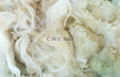 Coarse bulk italian white greasy fleece sorted & skirted 2