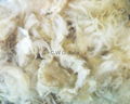 Coarse bulk italian white greasy fleece sorted & skirted 3