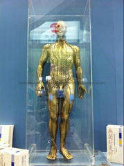 Acupuncture models