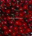 Cherry model, decorative fruits, props Fruit