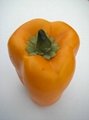 Simulation vegetables (pepper)