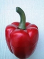 Simulation vegetables (pepper)