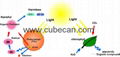 cubitainer for Photocatalytic Coatings packaging