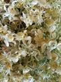 ORGANIC MORINGA dry flower