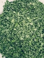 Moringa Dried Leaves 3