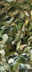 Graviola Leaves