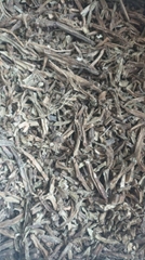 Cissus quadrangularis