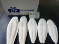 Cuttle Fish Bone 2