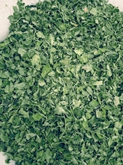 moringa dry leaf