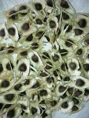 moringa seeds