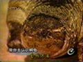 SNAPPING TURTLE BREED A GOLDEN KEY