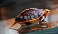 Baby yellow-margined box turtle