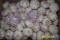 supply 2012 new crop Fresh Garlic 