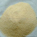 Supply Garlic granule 2012 new crop 