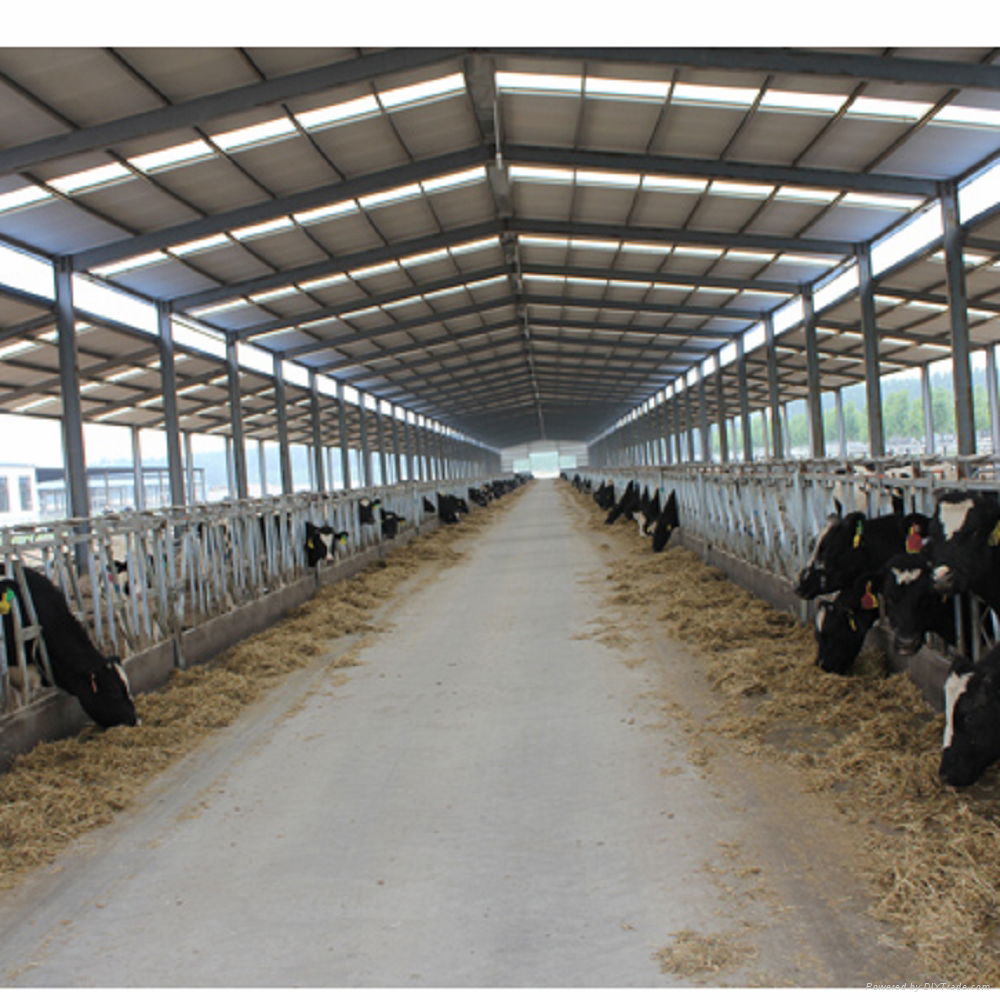 steel structure cow shed 2