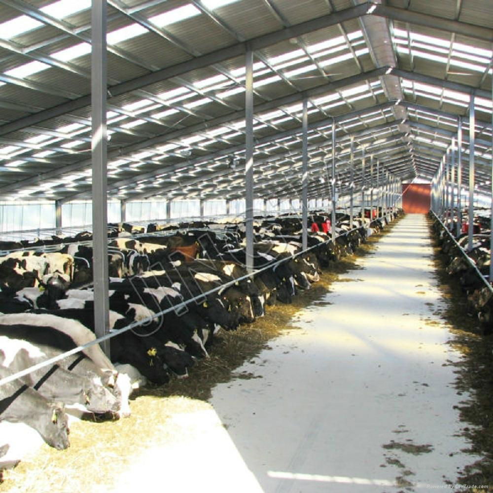 steel structure cow shed 3