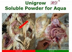 feed additive for livestock