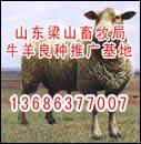 重庆牛羊供求信息重庆农业养殖信息重庆畜牧养殖信息