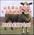 重庆牛羊供求信息重庆农业养殖信