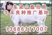 重慶牛羊供求信息重慶農業養殖信息重慶畜牧養殖信息 2