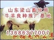 重庆牛羊供求信息重庆农业养殖信息重庆畜牧养殖信息 3