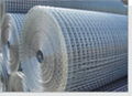 Galvanized Welded Wire Mesh