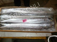 Ribbonfish