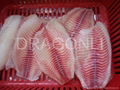 Frozen tilapia fillet 1