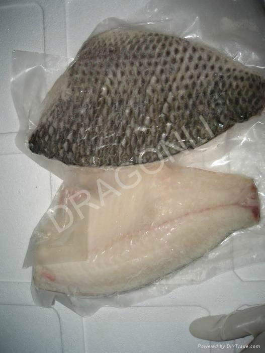 Frozen tilapia fillet 4