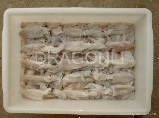 Baby squid (Loligo Japonica)