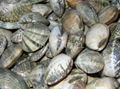 SHORT NECK CLAM(Ruditapes philippinarum