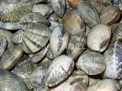 SHORT NECK CLAM(Ruditapes philippinarum )