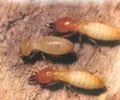 南海金沙预防白蚁药物