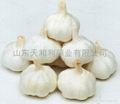 fresh  garlic