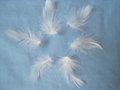 washed white duck feather 3