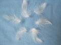 washed white duck feather 2