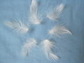 washed white duck feather 1