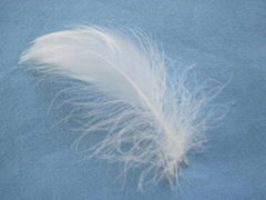 washed white duck feather