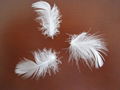 white duck feather 2